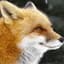 FormidableFox