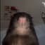 rat
