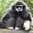 Trained Gibbon