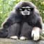 Trained Gibbon