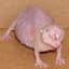 The_NakedMoleRat