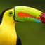 Toucan Tim