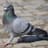 ♿︎ Pigeon ♟