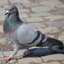 ♿︎ Pigeon ♟