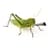 LongGrasshopper