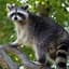Raccoon In A Tree