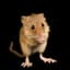 The Mouse