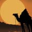 camel