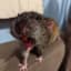 Rat (Homogenous)