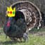 Turkey King