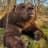 your local bear aficionado