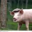 The Pig
