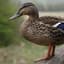 duck