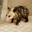 Soggy Possum