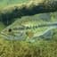 Largemouth Bass