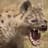 hyena