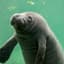 ManateeWarrior