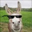 Donkey