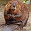 Squirrelly Beaver