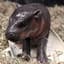 BABY BRO HIPPO