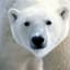 PolarBear