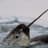 gnarwhal