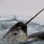 gnarwhal