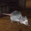 rat