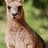 KangarooMax