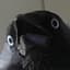 a crow
