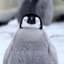 FluffyPenguin