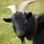 a goat