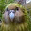 kākāpō