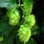 Hops