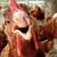 chickenboy