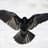 Crow™