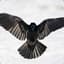 Crow™
