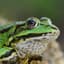Grenouille
