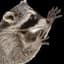 Raccoon King