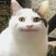 Polite Cat