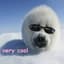 A really cool seal