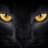 Black Cat