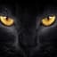 Black Cat