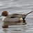 pintail_54