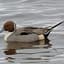pintail_54