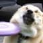 Doghitbyfrisbee
