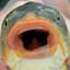 Carp