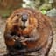 Beever man