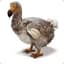 Just a Dodo