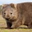 Stiff Wombat